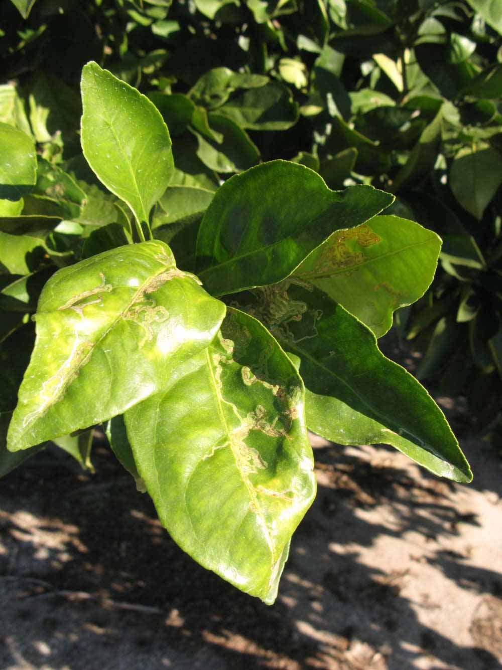            Sun leaves (Winter Haven, FL)   